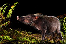 Bearded pig (Sus barbatus) foraging for food at night, Maliau Basin, Sabah, Borneo.