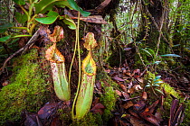 Pitcher plant (Nepenthes veitchii x stenophylla), a natural hybrid. Maliau Basin, Borneo.