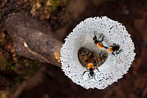Stingless bee (Trigona sp) nest entrance which leads to chambers within tree. Maliau Basin, Borneo.