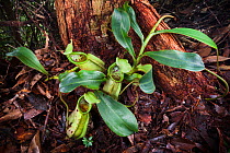 Pitcher plant (Nepenthes tentaculata) with ground pitchers. Maliau Basin, Borneo.