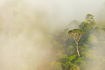 Tualang / Mengaris tree (Koompassia excelsa) emerging from canopy amongst cloud. Danum Valley, Sabah, Borneo, May 2011.