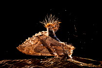 Moth (Dudusa sp) in defensive posture, presenting urticating hairs on tip of abdomen. Danum Valley, Sabah, Borneo.