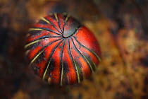 Pill millipede (Glomeridae) rolled into a defensive ball. Danum Valley, Sabah, Borneo.