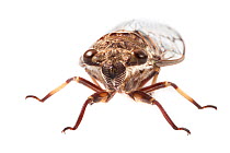 Cicada (Cicadoidea) Danum Valley, Sabah, Borneo.
