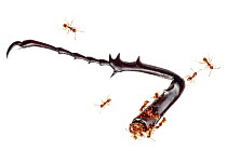 Ants (Formicidae) eating a beetle leg. Danum Valley, Sabah, Borneo.