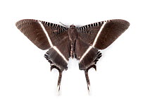 Tropical swallowtail moth (Lyssa menoetius) Danum Valley, Sabah, Borneo.