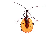 Violin beetle (Mormolyce sp) Maliau Basin, Sabah, Borneo.