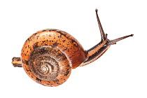 Terrestrial snail (Hemiplecta sp) Danum Valley, Sabah, Borneo.