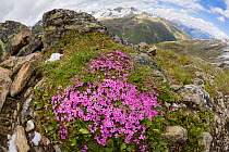 Moss campion (Silene acaulis) Nordtirol, Austrian Alps, July.