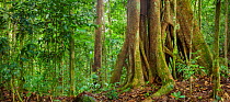 Strangler fig (Ficus sp) Maliau Basin, Sabah, Borneo, May 2011.
