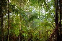 Dense tropical rainforest inside the Maliau Basin. Sabah, Borneo, May 2011.