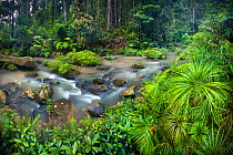 Tributary of the Maliau River flanked with Riverine fern (Dipteris lobbiana) Southern Plateau of Maliau Basin, Borneo, May 2011.
