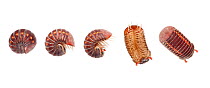 Sequence of Pill millipede (Glomeridae) unrolling from a defensive position, Danum Valley, Sabah, Borneo. Digital composite.
