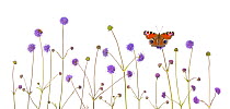 Devil's-bit scabious (Succisa pratensis) and Peacock butterfly (Inachis io) Peak District National Park, Derbyshire, UK, September. Digital composite.