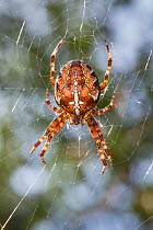 Garden spider (Araneus diadematus) female hanging in web. Peak District National Park, Derbyshire, UK, September.