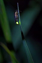 Firefly (Lampyrinae) male glowing on grass stem at night. Nordtirol, Austrian Alps, July.