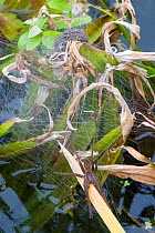 Fen raft spider / Great raft spider (Dolomedes plantarius) female guarding nursery web. Norfolk Broads, UK, September. Vulnerable species.