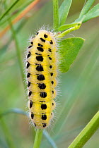 Caterpillar of Six-spot burnet (Zygaena filipendulae) Nordtirol, Austrian Alps, July.