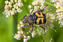 Bee beetle (Trichius fasciatus) Nordtirol, Austrian Alps, July.