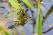 Fen raft spider / Great raft spider (Dolomedes plantarius) sub-adult feeding on water beetle. Norfolk Broads, UK, September. Vulnerable species.