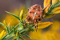 Garden spider (Araneus diadematus) female. Dunwich Heath, Suffolk, UK, September.