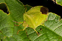 Green shield bug (Palomena prasina) Norfolk Broads, UK, September.