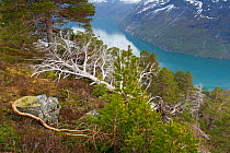 Fallen Scot Pine tree (Pinus sylvetris) on the coast of Sunnylvsfjorden. Norway, May.
