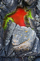 Red algae in tide pools on the coast of Heroy, More og Romsdal, Norway, May 2012.