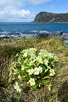 Common primrose (Primula vulgaris) on coast of Runde, Heroy, More og Romsdal, Norway, May 2012.