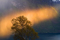 Rain shower backlit by beam of sunlight with tree in Downy birch tree (Betula pubescens) Aurlandsfjorden. Aurland, Sogn og Fjordane, Norway, June 2012.