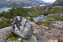 Boulder and Scots pine (Pinus sylvestris) forest, Sula Island, Solund, Sogn og Fjordane, Norway, June.