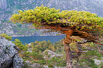 Scots pine (Pinus sylvestris) granny tree' in forest, Sula Island, Solund, Sogn og Fjordane, Norway, June.