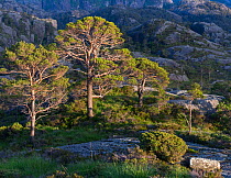 Scots pine (Pinus sylvestris) forest on the Sula Island, Solund, Sogn og Fjordane, Norway.