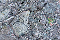 Exposed conglomerate bedrock, Sula, Solund, Sogn og Fjordane, Norway, June.