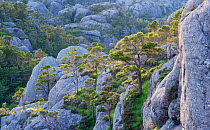 Scots pine (Pinus sylvestris) forest, Sula Island, Solund, Sogn og Fjordane, Norway, June.