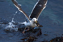 Great black-backed gull (Larus marinus) taking off from water with Common Guillemot (Uria aalge) chick taking off, Hornoeya. Finnmark, Norway, July.
