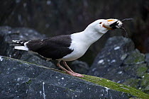 Great black-backed gull (Larus marinus) eating Common Guillemot (Uria aalge) chick, Hornoeya. Finnmark, Norway, July.