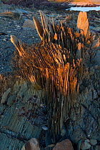 Sedimentary rocks split up on coast, Vardo, Varanger, Finnmark, Norway, August 2012.