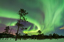 Northern lights over Nordmarka with Scots pine trees (Pinus sylvestris) Klaebu, Norway. March.