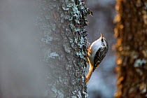 Eurasian treecreeper (Certhia familiaris) on tree trunk, Klaebu, Sor-Trondelag. Norway, February.