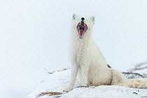 Arctic fox (Alopex lagopus) yawning, Dovrefjell-Sunndalsfjella National Park, Norway, March.