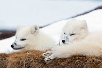 Arctic fox (Alopex lagopus) male and female resting. Dovrefjell-Sunndalsfjella National Park, Norway, April.