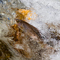Arctic grayling (Thymallus arcticus) swimming up a waterfall in a North Park, Colorado creek, USA, June.