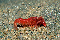 Snapping shrimp (Alpheus frontalis) on sand. Lembeh Strait, North Sulawesi, Indonesia.