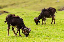 Two Soay sheep (Ovis aries) rams feed on short grass on the main island of Hirta. St Kilda, Hebrides, United Kingdom. June.