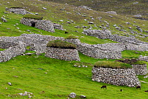 Soay sheep (Ovis aries) feed amongst the cleats and stone walls on the main island of Hirta. St Kilda, Outer Hebrides, Scotland. June.