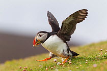 An Atlantic puffin (Fratercula arctica) runs with wings outstretched carrying a beakful of nesting material which it will use to line its nest, Fair Isle, Shetland Islands, United Kingdom. June.
