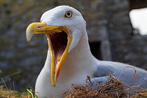 European herring gull (Larus argentatus) with bill wide open as it jabbing at the camera whilst incubating eggs on its nest. Dunnottar Castle, near Aberdeen, Scotland. June.
