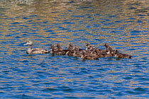 Female common eider (Somateria mollissima) with seventeen chics (probably at least two broods of ducklings that have mobbed together) Gudhjem, Bornholm, Denmark. June.