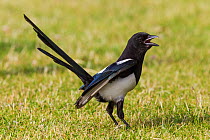 Eurasian magpie (Pica pica) calling with tail cocked and bill wide open, whilst foraging on a lawn in an urban park. Copenhagen, Denmark. June.